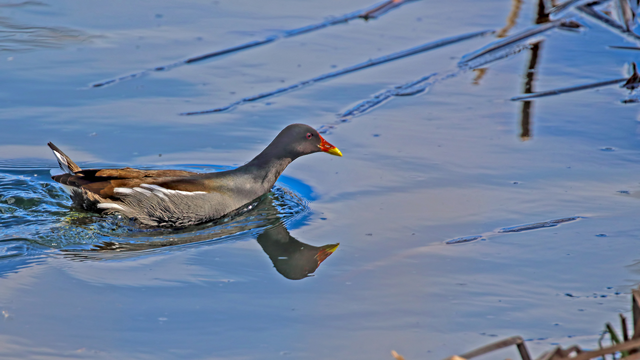 Eurasian Moorhen